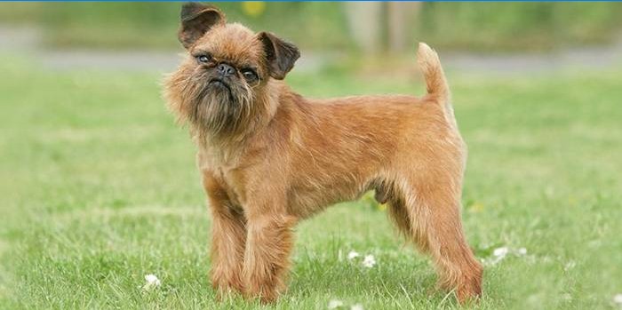 Hund Brüssel Griffon