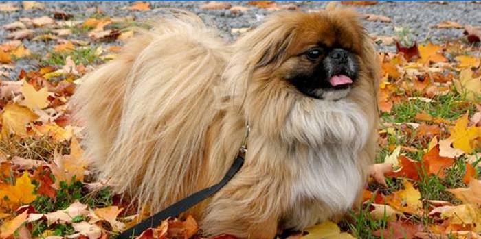 Erwachsene Pekingese