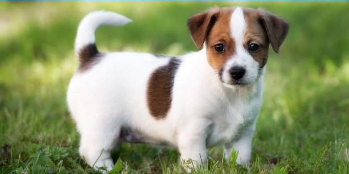 Jack Russell Terrier Welpe