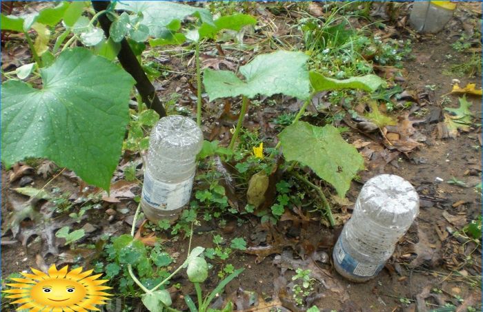 Tropfbewässerung mit Plastikflaschen