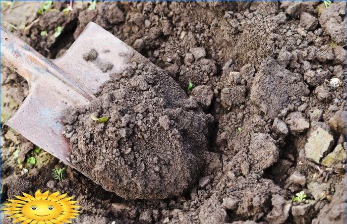 Vier Gründe, nicht zum Frühjahrsputz zu eilen