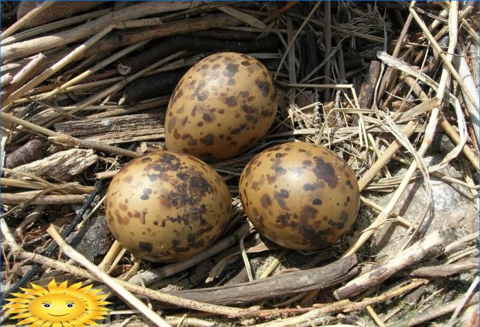 Vier Gründe, nicht zum Frühjahrsputz zu eilen