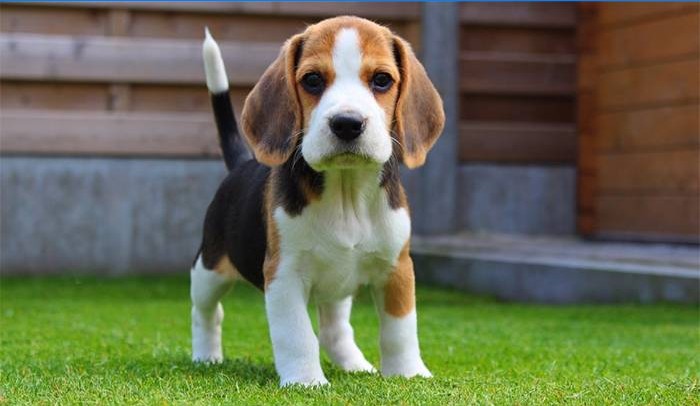 Beagle Welpe