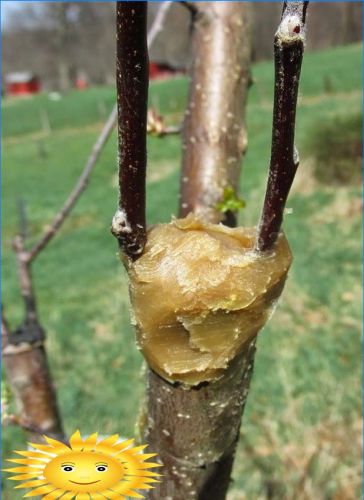 Verarbeitung eines Baumschnittes mit einem Gartenpech