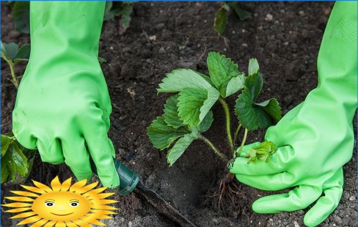 Gartenerdbeeren: Die Geheimnisse des Erdbeeranbaus auf freiem Feld