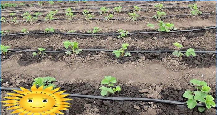 Gartenerdbeeren: Die Geheimnisse des Erdbeeranbaus auf freiem Feld