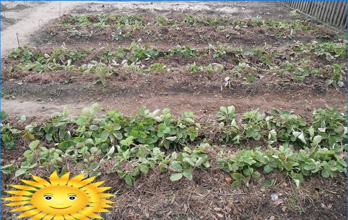 Gartenerdbeeren: Die Geheimnisse des Erdbeeranbaus auf freiem Feld