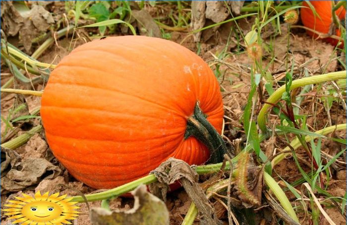 Herbstkalender des Gärtners und des Gärtners