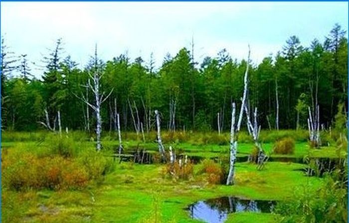 Land für große Familien - Sumpf, Wald, Müllhalde?