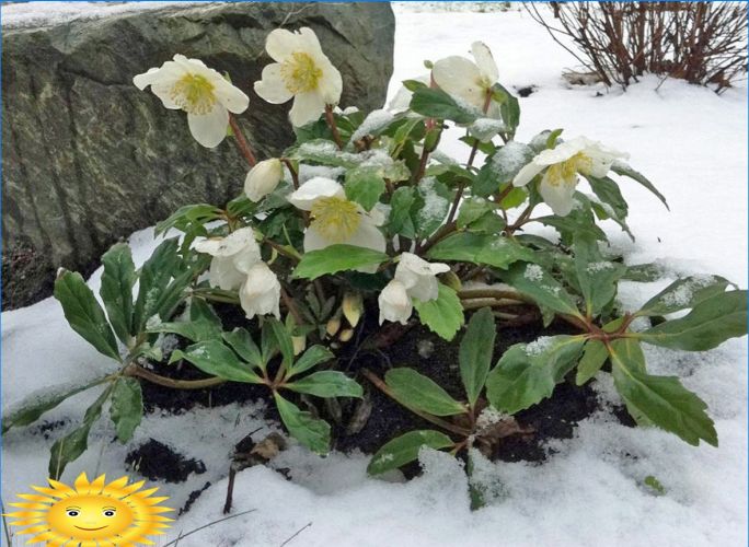 Pflanzen zur Dekoration des Standortes im Winter