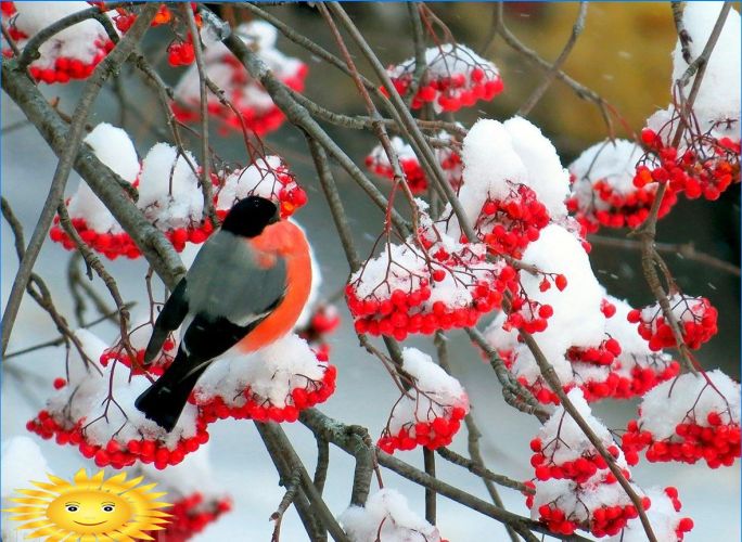 Pflanzen zur Dekoration des Standortes im Winter