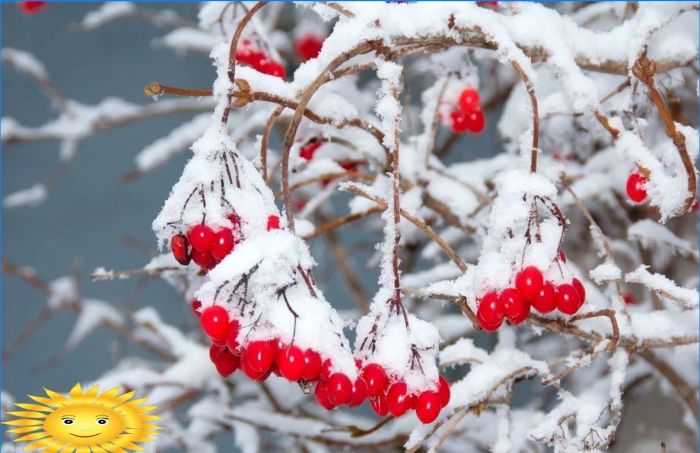 Pflanzen zur Dekoration des Standortes im Winter