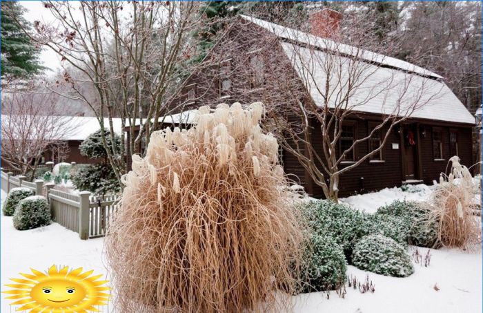 Pflanzen zur Dekoration des Standortes im Winter