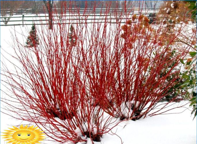 Pflanzen zur Dekoration des Standortes im Winter