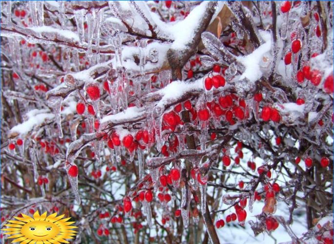 Pflanzen zur Dekoration des Standortes im Winter