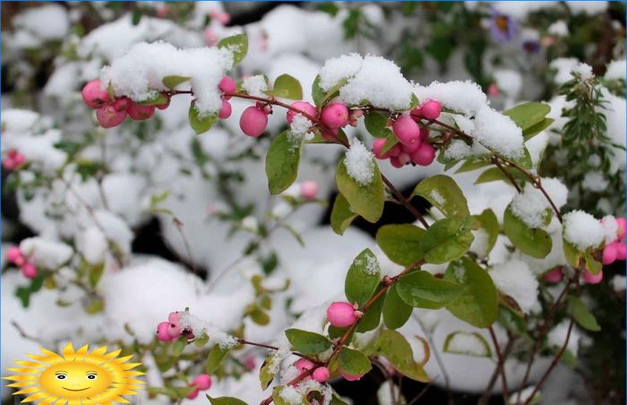 Pflanzen zur Dekoration des Standortes im Winter