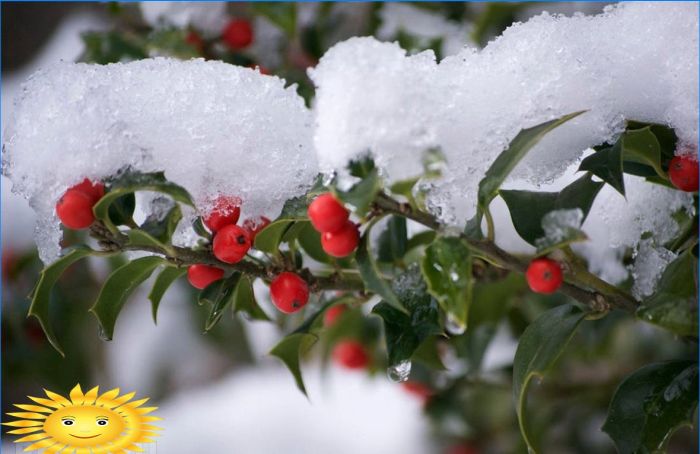 Pflanzen zur Dekoration des Standortes im Winter