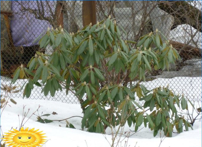 Pflanzen zur Dekoration des Standortes im Winter