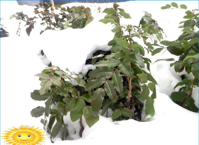 Pflanzen zur Dekoration des Standortes im Winter