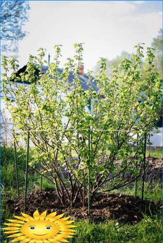 Stützen, Bögen, Buschhalter und Gitter im Garten