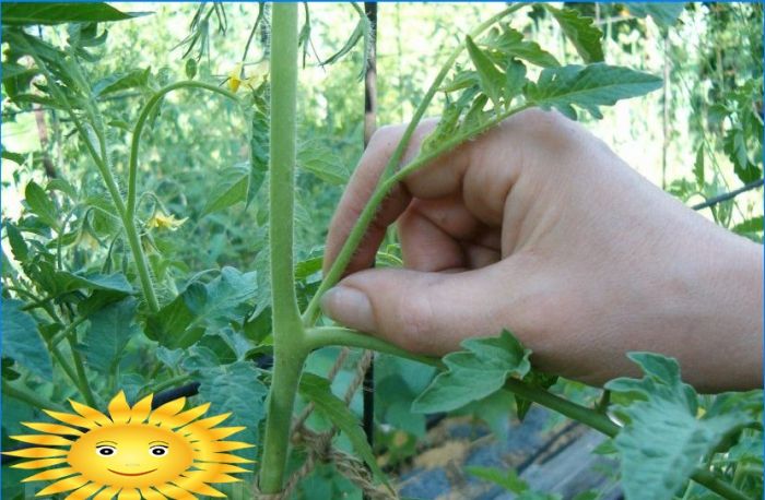 Tomaten pflanzen