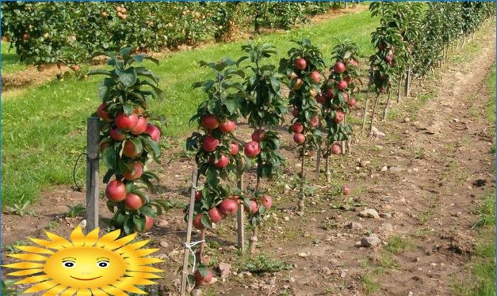 Ursprünglicher Garten - säulenförmige Obstbäume auf Ihrer Website