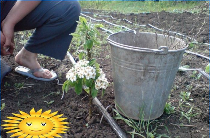 Ursprünglicher Garten - säulenförmige Obstbäume auf Ihrer Website