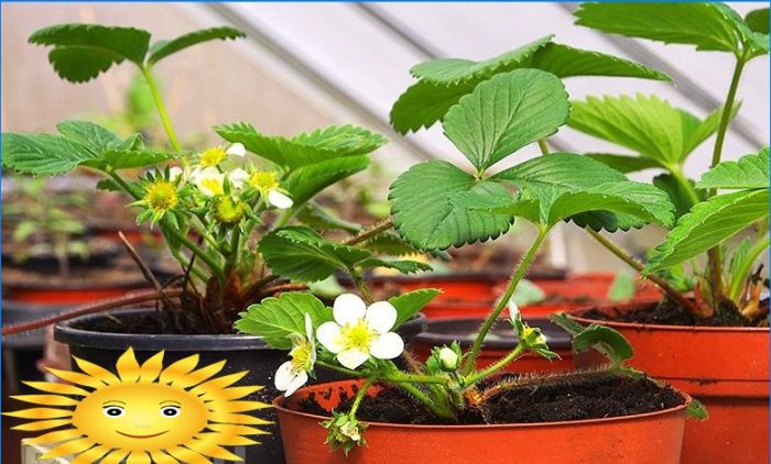 Wie man Erdbeeren auf einer Fensterbank anbaut