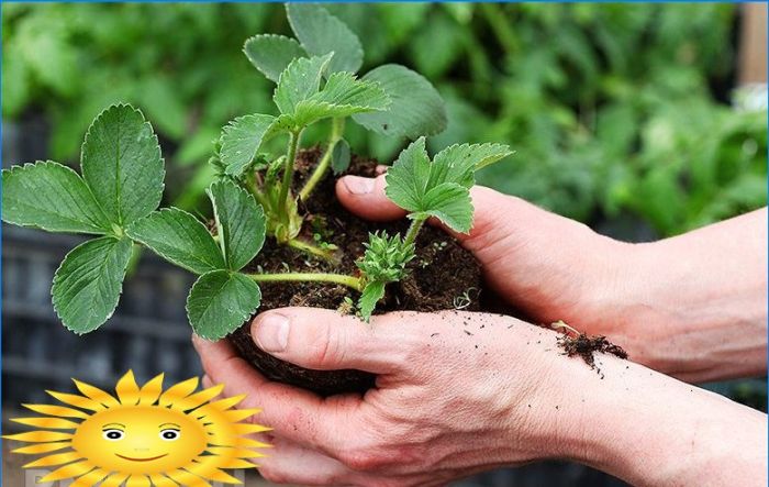 Wie man Erdbeeren auf einer Fensterbank anbaut