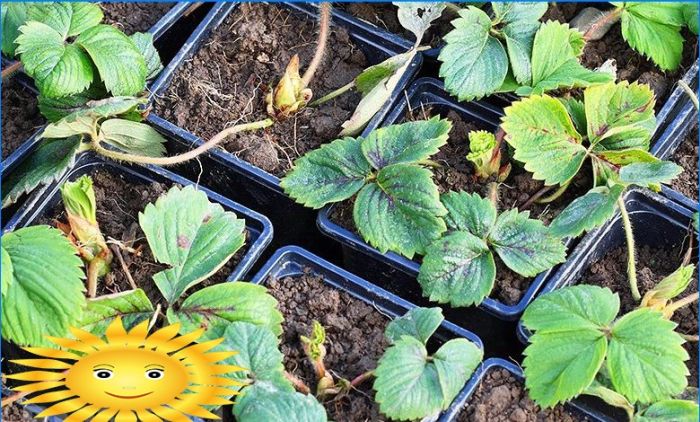 Wie man Erdbeeren auf einer Fensterbank anbaut