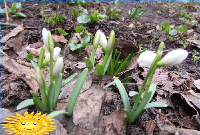 Gärtner- und Gärtnerkalender für April