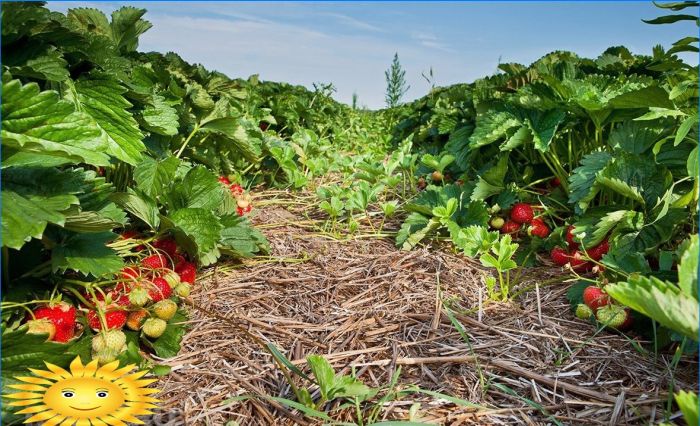 Ökologischer Landbau: Hauptmerkmale