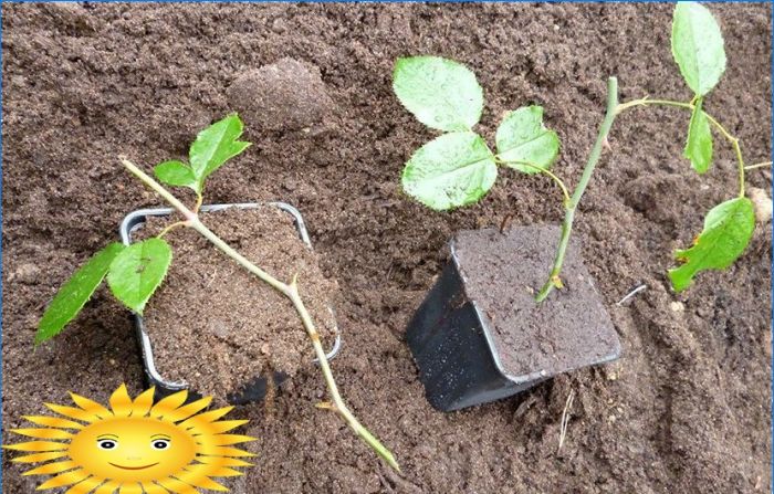 Rosen pflanzen. Wie man aus Stecklingen Rosen im Garten züchtet