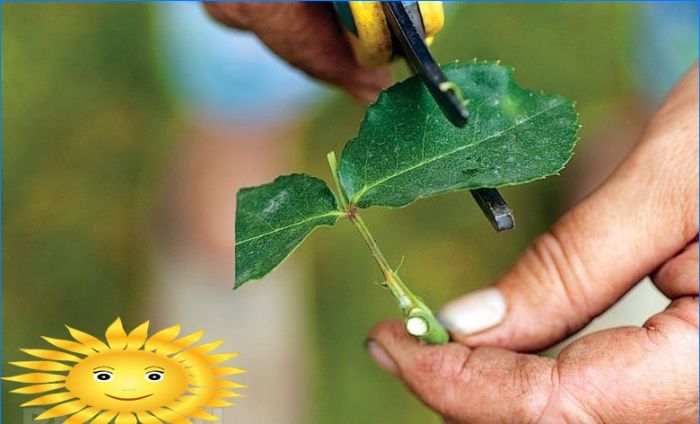 Rosen pflanzen. Wie man aus Stecklingen Rosen im Garten züchtet