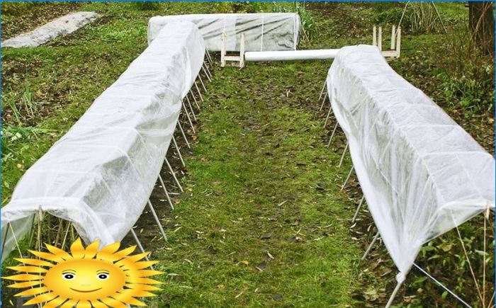 Rosen pflanzen. Wie man aus Stecklingen Rosen im Garten züchtet