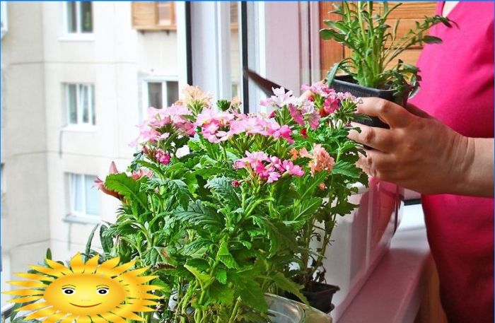 Wintergarten auf dem Balkon oder Gartenarbeit auf dem Balkon mit eigenen Händen