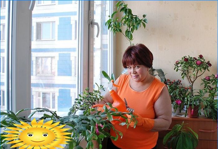 Wintergarten auf dem Balkon oder Gartenarbeit auf dem Balkon mit eigenen Händen