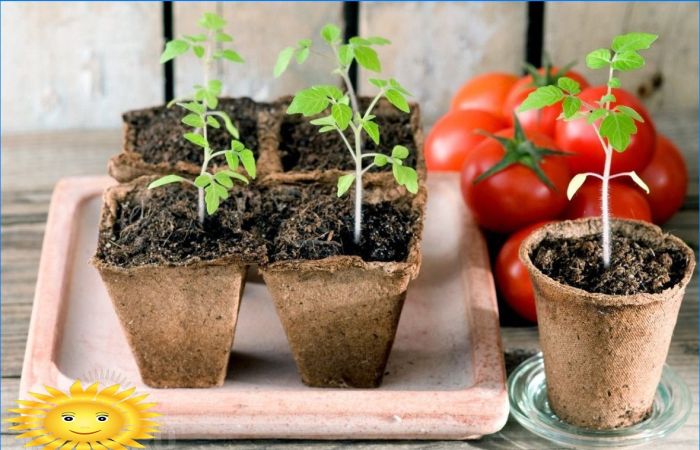 Wachsende Tomatensämlinge nach Kurdyumov