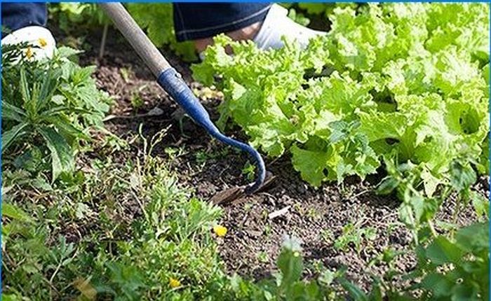 Biologische Landwirtschaft. Das Unkraut zähmen