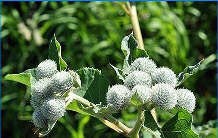 Biologische Landwirtschaft. Das Unkraut zähmen