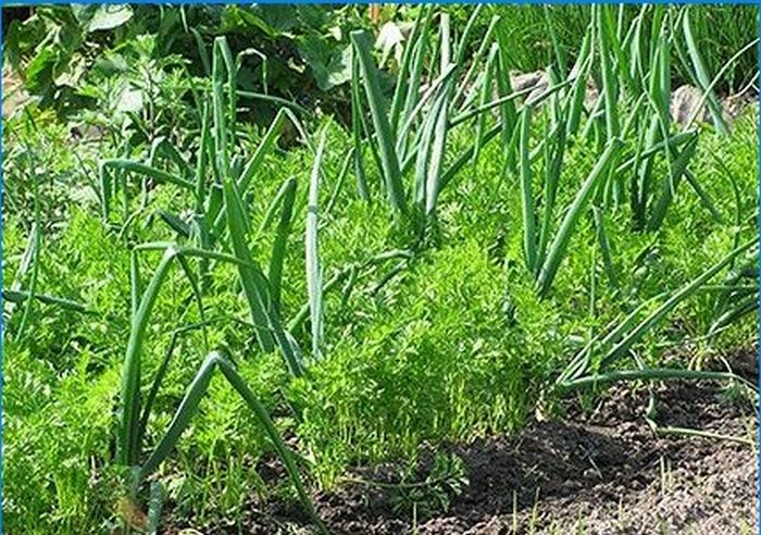 Biologische Landwirtschaft. Das Unkraut zähmen