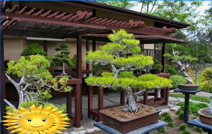 Der japanische Garten ist ein klassisches Beispiel für ethnischen Stil in der Landschaftsgestaltung