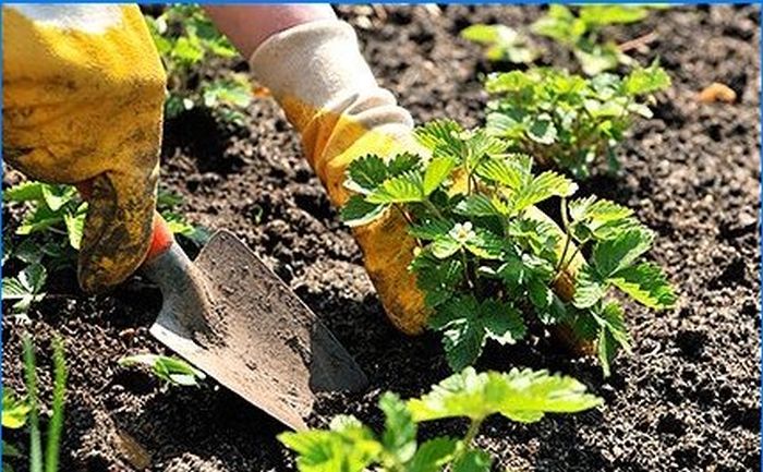 Die süßeste Beere auf Ihrer Website - Erdbeeren anbauen