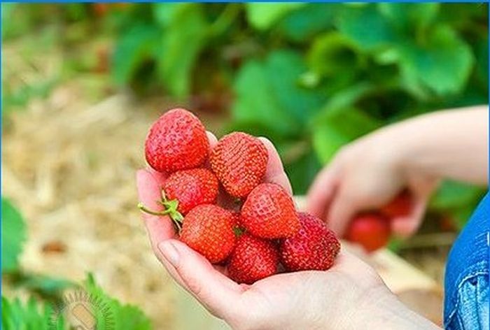 Die süßeste Beere auf Ihrer Website - Erdbeeren anbauen