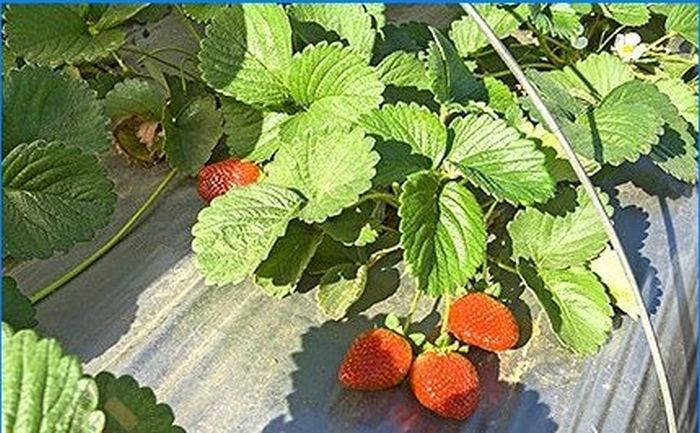 Die süßeste Beere auf Ihrer Website - Erdbeeren anbauen