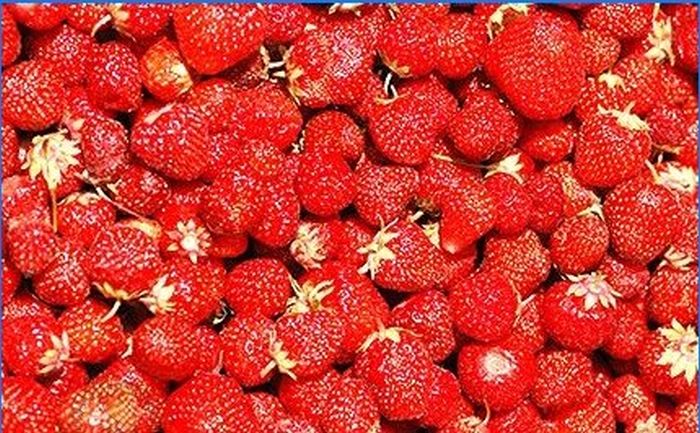 Die süßeste Beere auf Ihrer Website - Erdbeeren anbauen