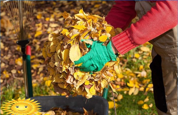 Fünf Gründe, keine abgefallenen Blätter in Ihrem Garten zu pflücken