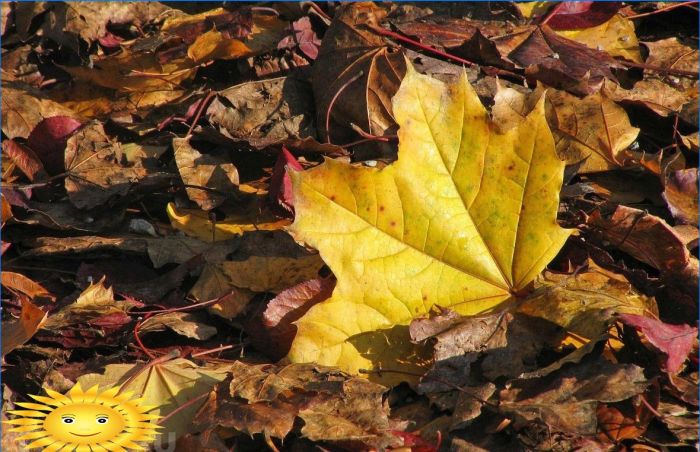 Fünf Gründe, keine abgefallenen Blätter in Ihrem Garten zu pflücken