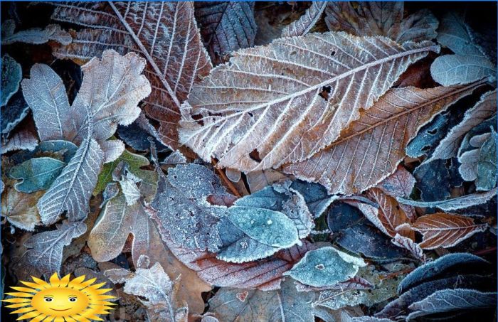 Fünf Gründe, keine abgefallenen Blätter in Ihrem Garten zu pflücken