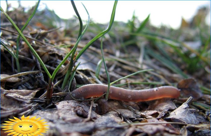 Fünf Gründe, keine abgefallenen Blätter in Ihrem Garten zu pflücken